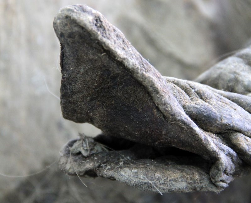 hi العلماء يعيدون بناء كروموسومات الماموث الصوفي بتقنية ثلاثية الأبعاد في سابقة علمية تاريخية نحو إعادته للحياة قريبا