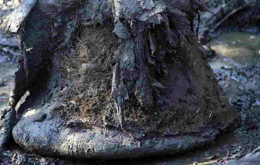 mamm العلماء يعيدون بناء كروموسومات الماموث الصوفي بتقنية ثلاثية الأبعاد في سابقة علمية تاريخية نحو إعادته للحياة قريبا