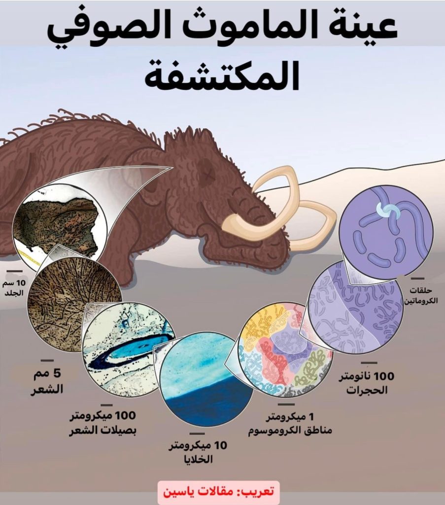 thumbnail_IMG_3902-903x1024 العلماء يعيدون بناء كروموسومات الماموث الصوفي بتقنية ثلاثية الأبعاد في سابقة علمية تاريخية نحو إعادته للحياة قريبا