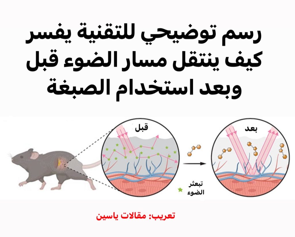 thumbnail_IMG_6458-1024x823  أجساد الفئران تصبح شفافة في سابقة علمية