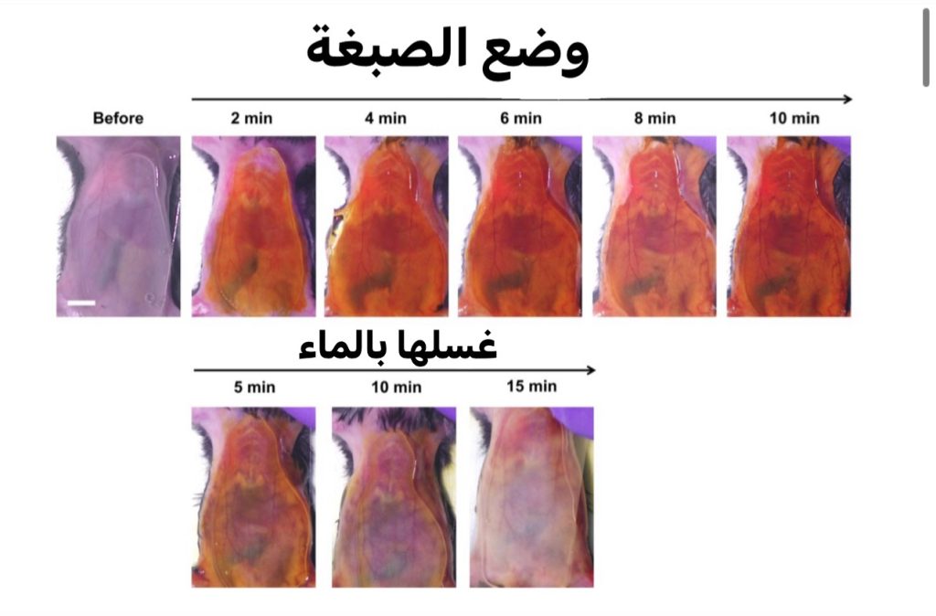thumbnail_IMG_6464-1024x674  أجساد الفئران تصبح شفافة في سابقة علمية