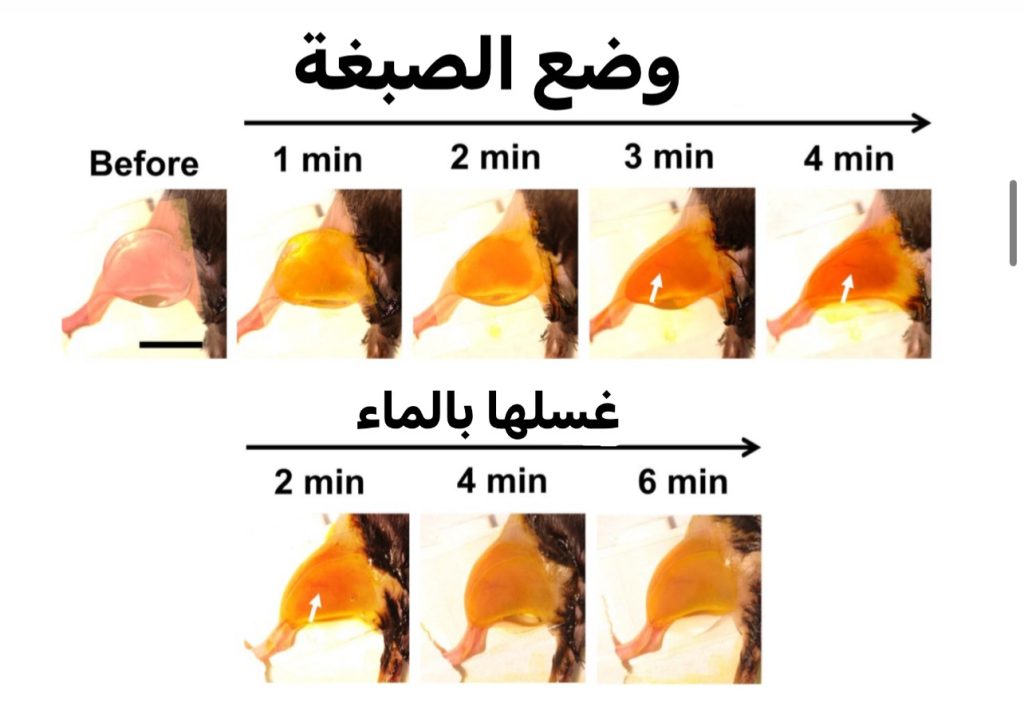 thumbnail_IMG_6465-1024x710  أجساد الفئران تصبح شفافة في سابقة علمية